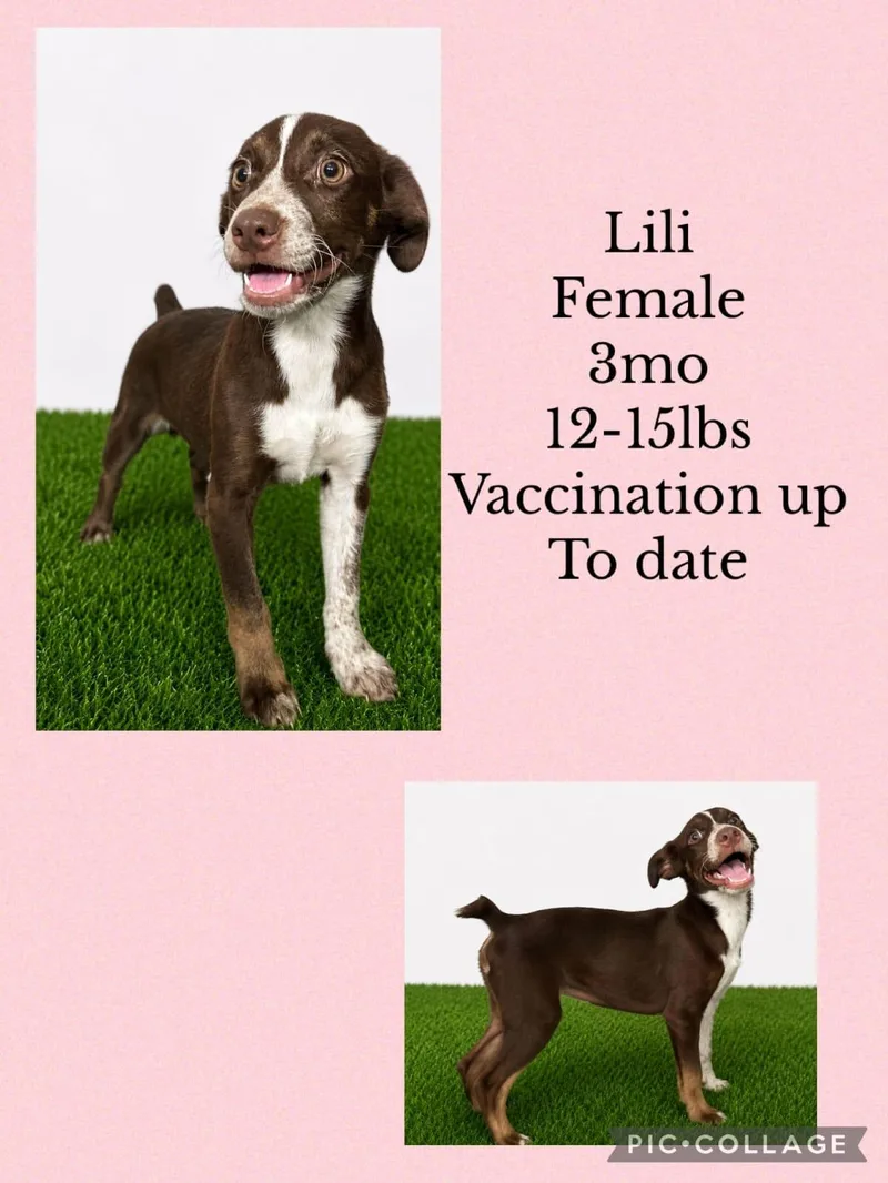 A young small-sized female Mixed Breed dog named Lili for adoption in San Juan, PR