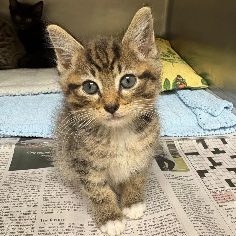 A baby small-sized male Buff / Tan / Fawn Domestic Short Hair cat named Italian Chopped Salad for adoption in Winston-Salem, NC