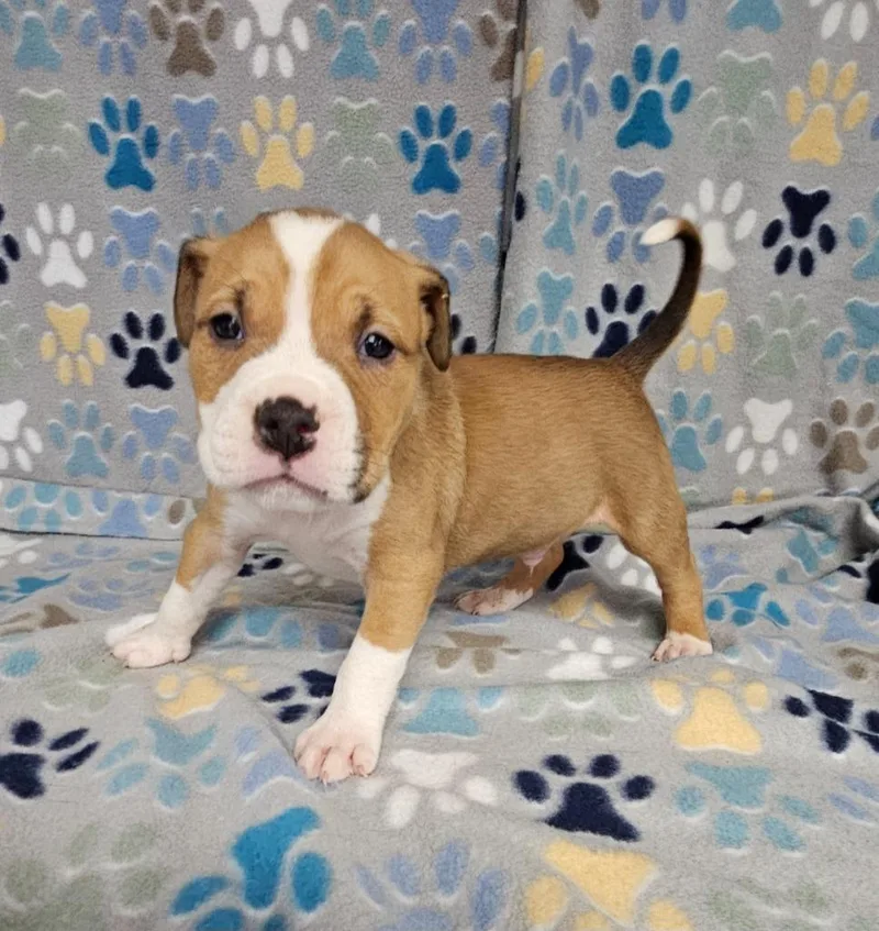A baby medium-sized male Mixed Breed dog named Jello for adoption in Wabash, IN