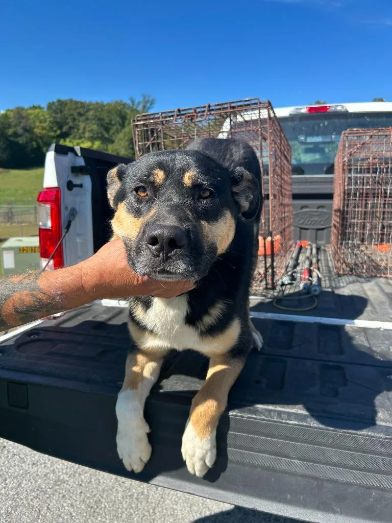 A young large-sized male Shepherd dog named Gunner Stockton for adoption in Chickamauga , GA