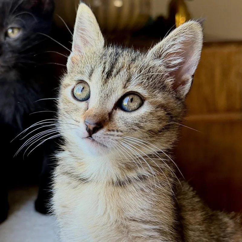 A baby small-sized female Brown / Chocolate Domestic Short Hair cat named Augusta for adoption in Oakland, CA