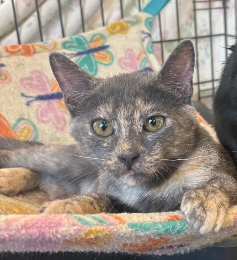 A young small-sized female Domestic Short Hair cat named Sardinia for adoption in Grass Valley, CA