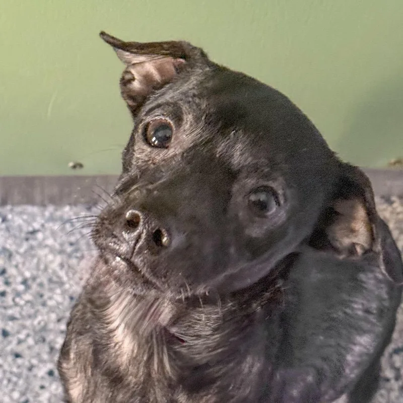 A young small-sized male Chihuahua dog named Cass for adoption in Emporia, KS
