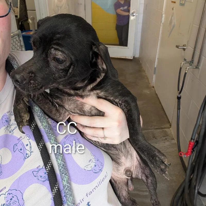 Cass thumbnail 3