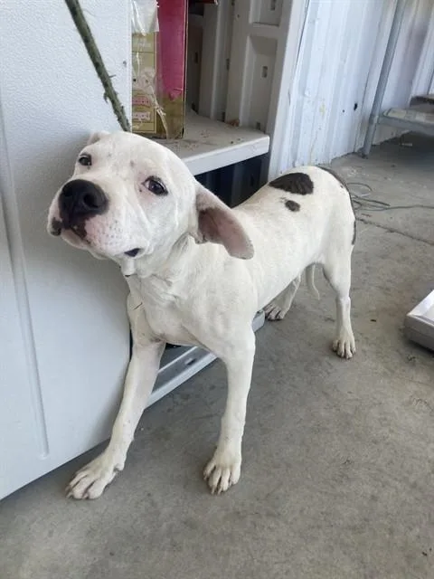 A young medium-sized female Pit Bull Terrier dog named Nikki for adoption in Bakersfield, CA
