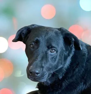 An adult large-sized male Black Labrador Retriever dog named Jones for adoption in Schaumburg, IL