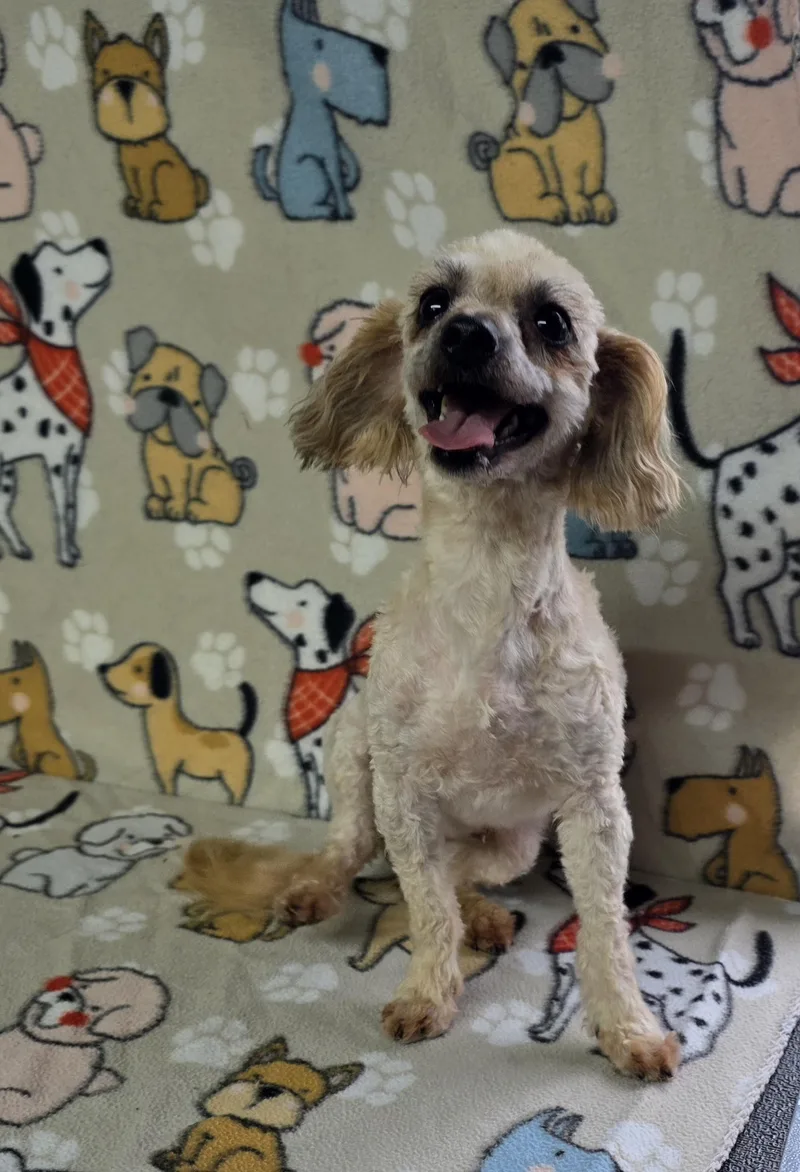 An adult small-sized male White / Cream Miniature Poodle dog named Dash for adoption in Dallas, GA