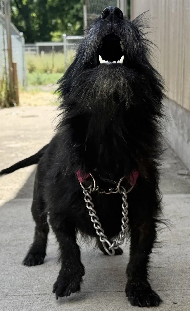 Maggie