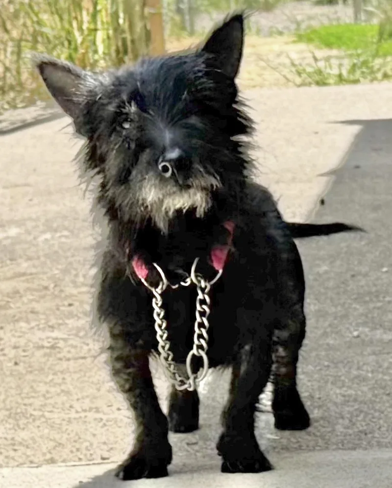 Maggie thumbnail 5