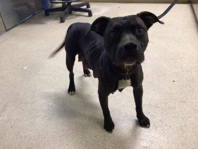 A young large-sized female Pit Bull Terrier dog named Zara for adoption in Riverside, CA