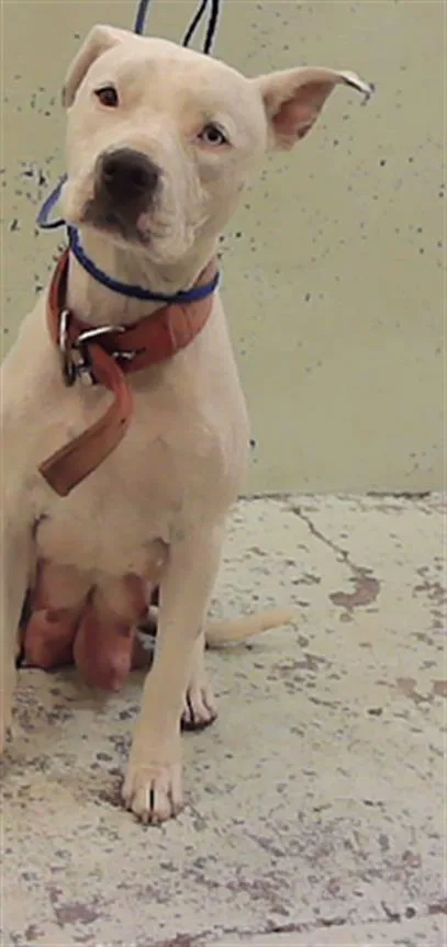 A young medium-sized female Staffordshire Bull Terrier dog named Wendy for adoption in Houston, TX