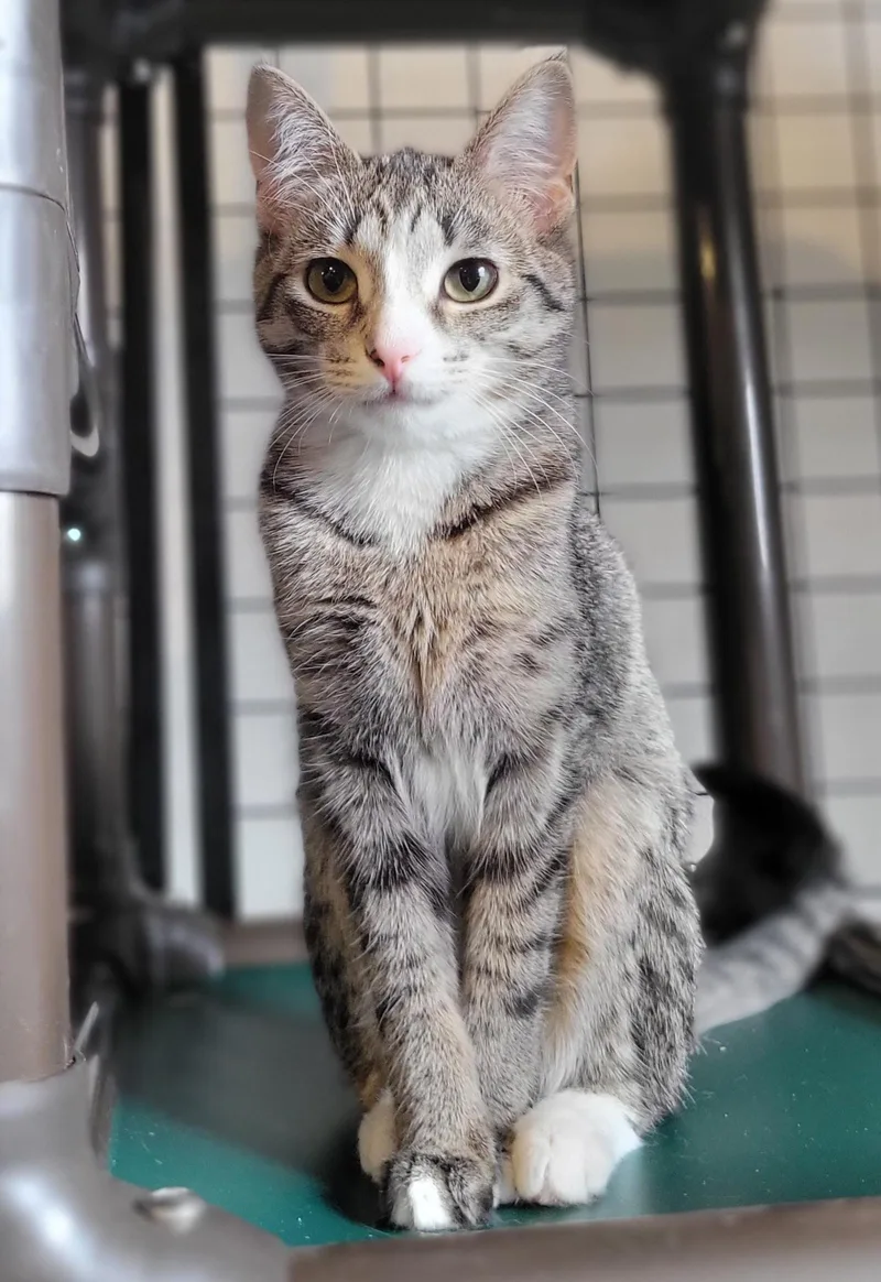 A baby small-sized female Brown / Chocolate Domestic Short Hair cat named Serrano for adoption in Swartz Creek, MI