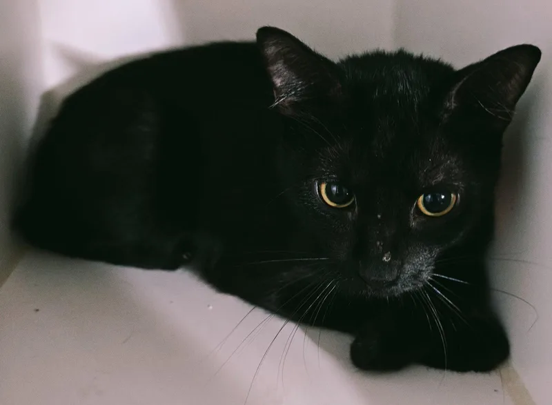 A young medium-sized female Domestic Short Hair cat named Reena for adoption in Phoenix, AZ