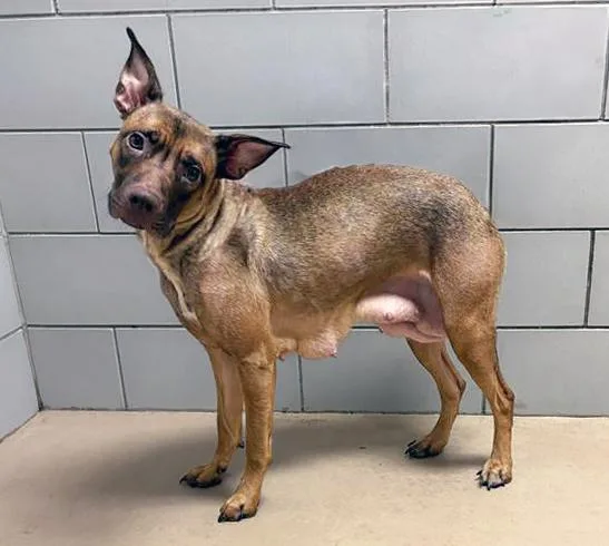 An adult medium-sized female Red / Chestnut / Orange Mixed Breed dog named Santana for adoption in Nashville, TN
