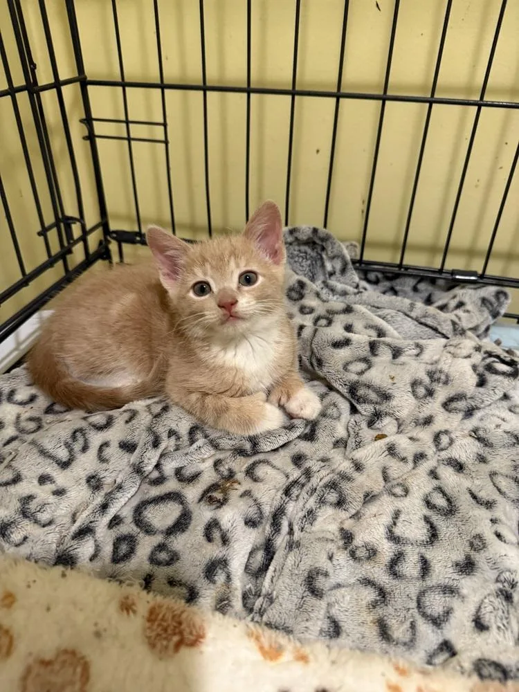 A baby small-sized female Domestic Short Hair cat named Katniss for adoption in Bolton, CT