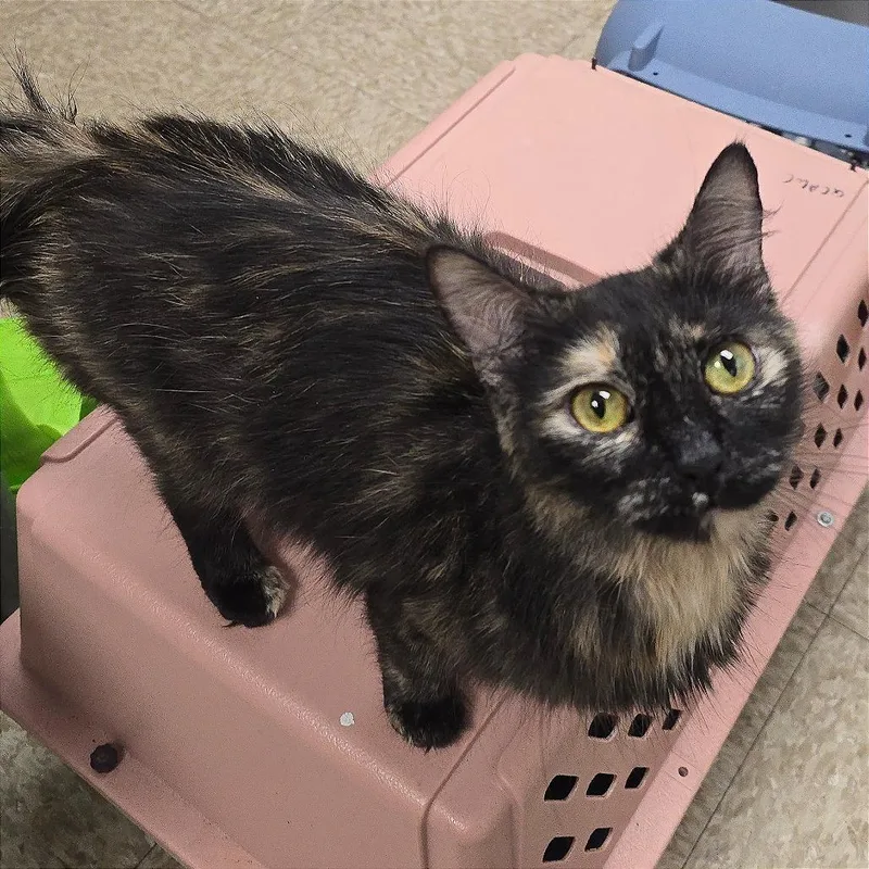A young medium-sized female Tortoiseshell Domestic Medium Hair cat named Miracle for adoption in Milan, IL