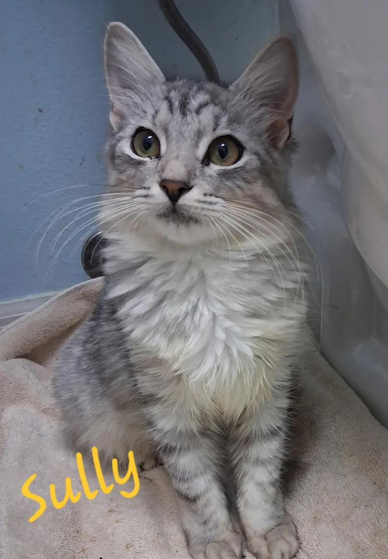 A young medium-sized male Domestic Medium Hair cat named Sully for adoption in Longwood, FL