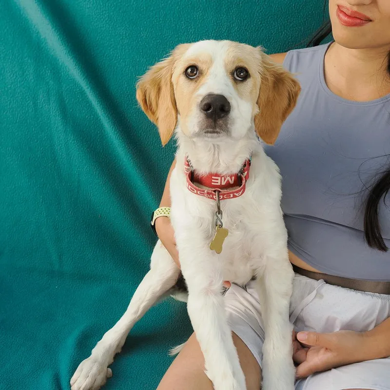A baby medium-sized female White / Cream Brittany Spaniel dog named Brittany for adoption in Point Richmond, CA