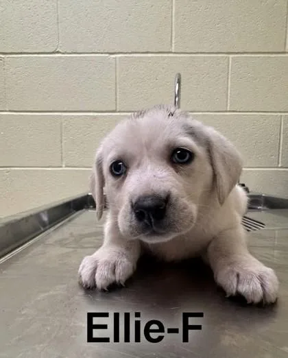 An adult small-sized female Mixed Breed dog named Ellie for adoption in Guntersville, AL