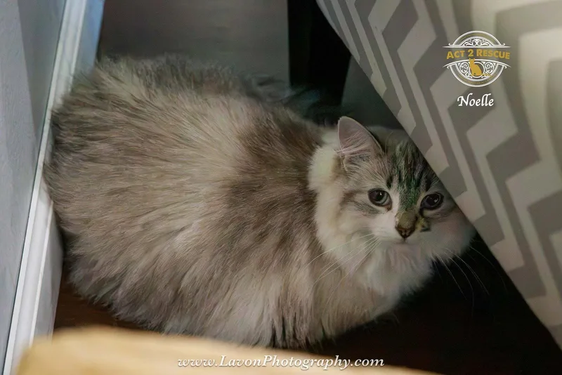 An adult medium-sized female Himalayan cat named Noelle for adoption in Riverside, CA