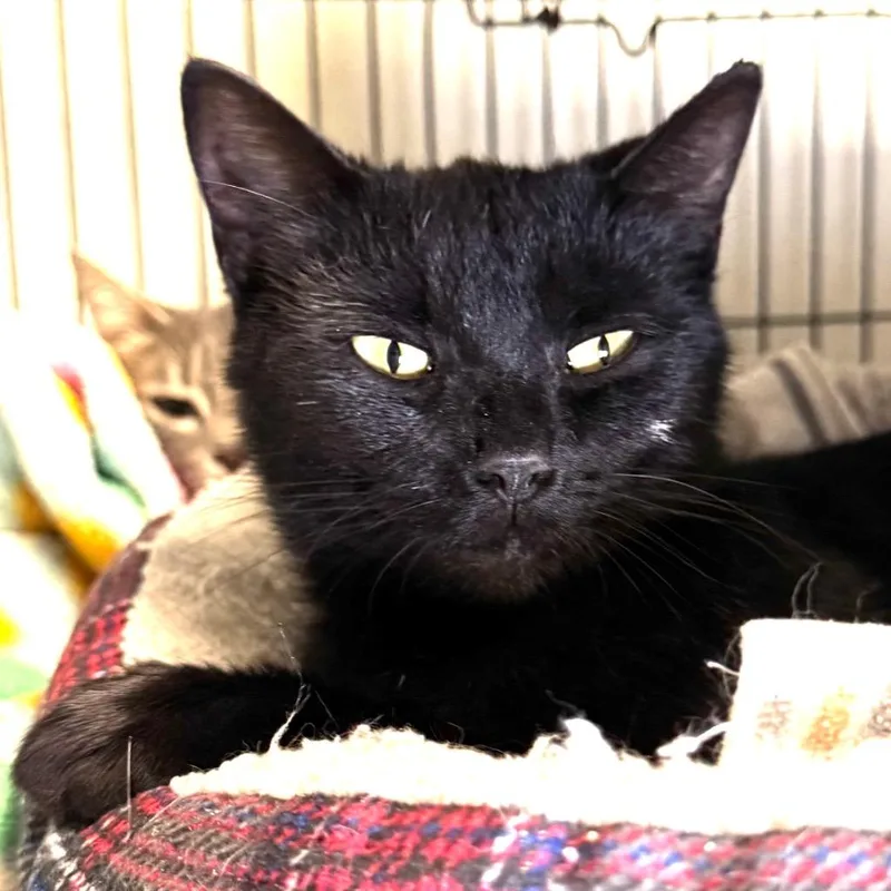 A young medium-sized female Domestic Short Hair cat named Pollie for adoption in Saginaw, MI