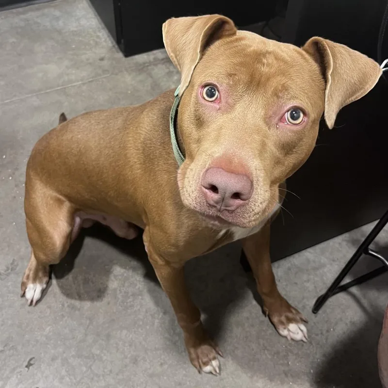An adult medium-sized male Terrier dog named Soldier for adoption in Tampa, FL