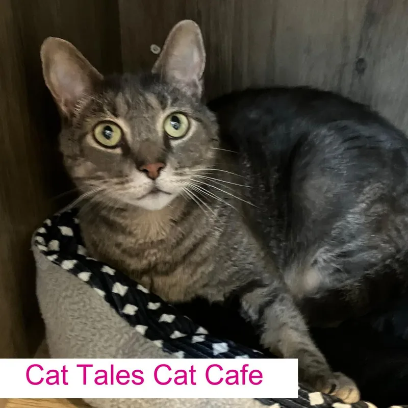 An adult small-sized male Gray / Blue / Silver Domestic Short Hair cat named Storm for adoption in Chapel Hill, NC