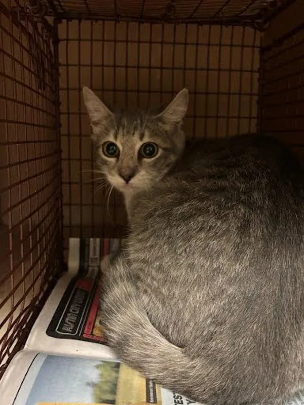 A young small-sized female Domestic Medium Hair cat named Pepper for adoption in Austin, TX