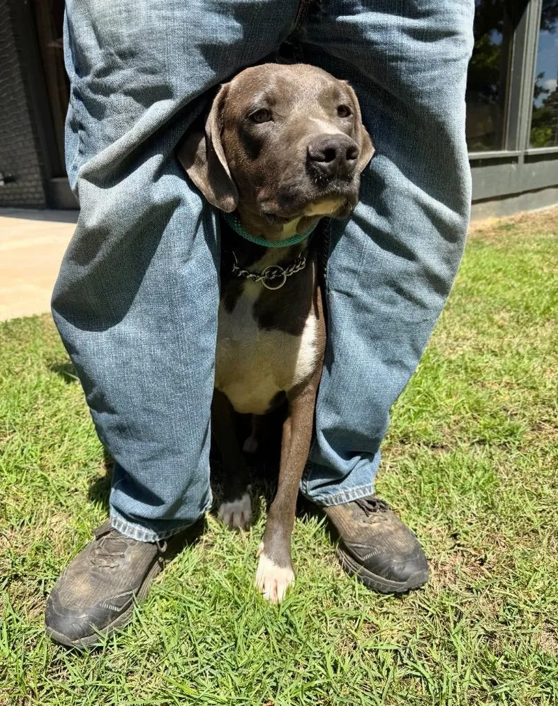 A young large-sized male Weimaraner dog named Charlie for adoption in Princeton, MA