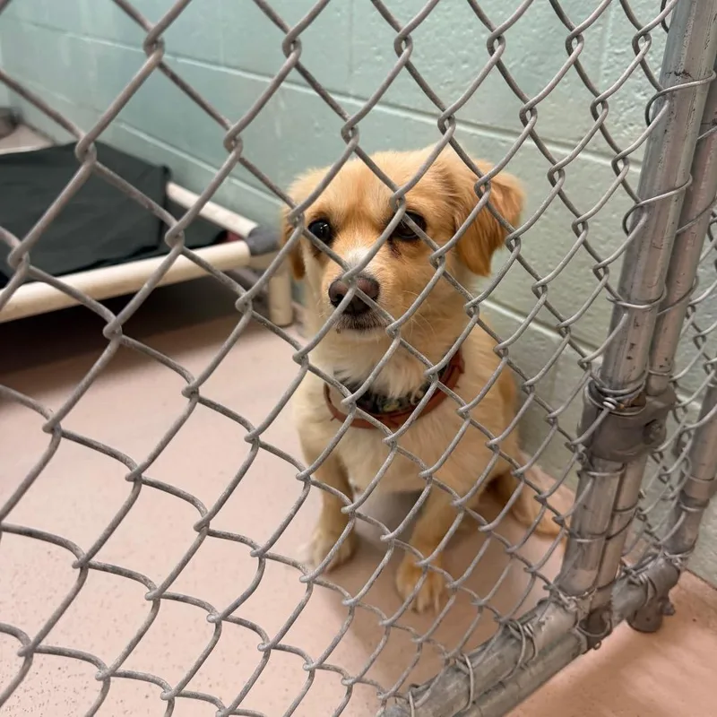 A young small-sized male Yellow / Tan / Blond / Fawn Mixed Breed dog named Bentley for adoption in Newark, NJ