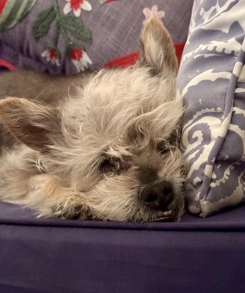 An adult small-sized female Yorkshire Terrier dog named Milly for adoption in Taunton, MA
