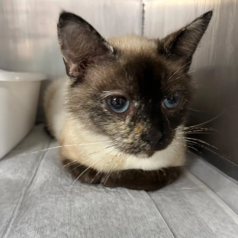 An adult small-sized female Cream / Ivory Siamese cat named Calypso for adoption in Granville, OH
