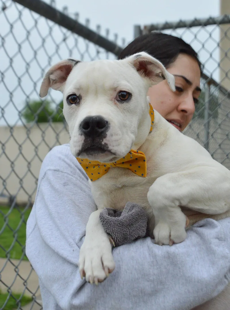A baby large-sized male Pit Bull Terrier dog named Chance for adoption in McKinney, TX