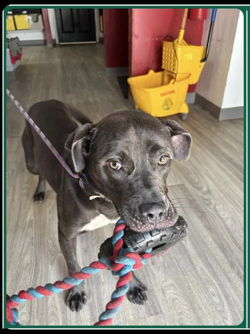A young medium-sized female Black Pit Bull Terrier dog named Barcelona for adoption in Roswell, GA
