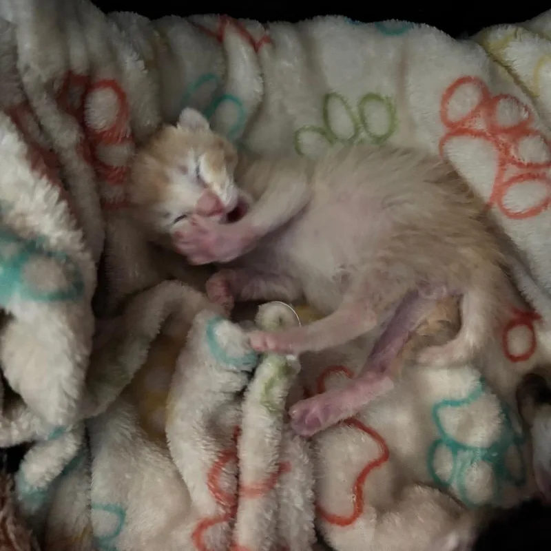 A baby small-sized male Orange / Red Domestic Short Hair cat named Marshal for adoption in Commerce City, CO