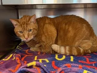 Cheese Curd thumbnail 2