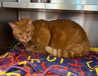 Cheese Curd thumbnail 3