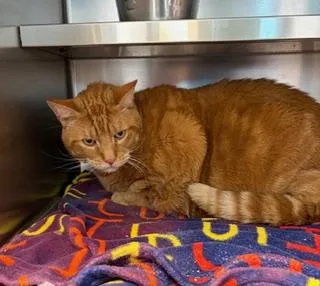 A young extra large-sized male Tabby (Orange / Red) Domestic Short Hair cat named Cheese Curd for adoption in Liberty, MO