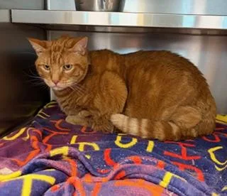 Cheese Curd thumbnail 4