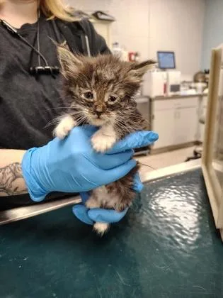 A baby small-sized male Domestic Long Hair cat named Hawkfrost for adoption in Gastonia, NC