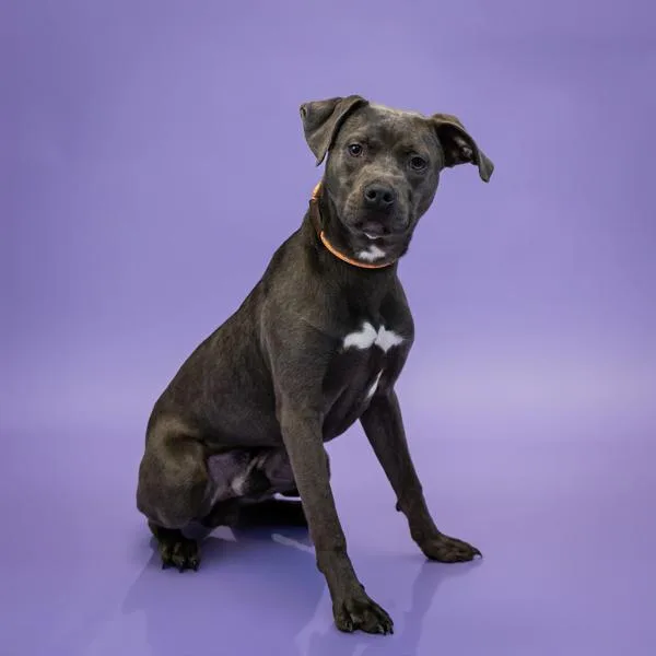 A young medium-sized male Pit Bull Terrier dog named Pen  Jarren for adoption in Lawrenceville, GA