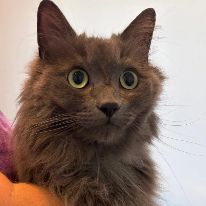 An adult large-sized male Domestic Long Hair cat named Smokey for adoption in Port Angeles, WA