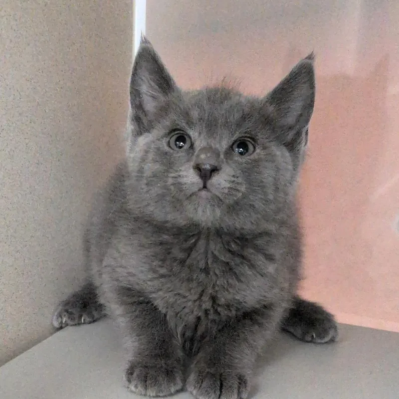 A baby small-sized male Gray / Blue / Silver Domestic Medium Hair cat named Canon for adoption in Reno, NV