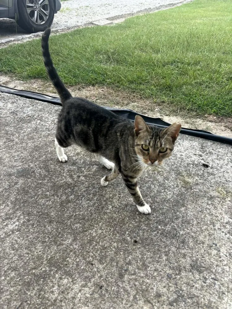 An adult medium-sized female Brown / Chocolate Domestic Short Hair cat named Sofie for adoption in Salisbury, NC