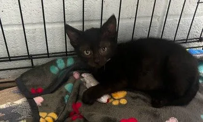 A baby small-sized male Domestic Short Hair cat named Houston for adoption in Munster, IN