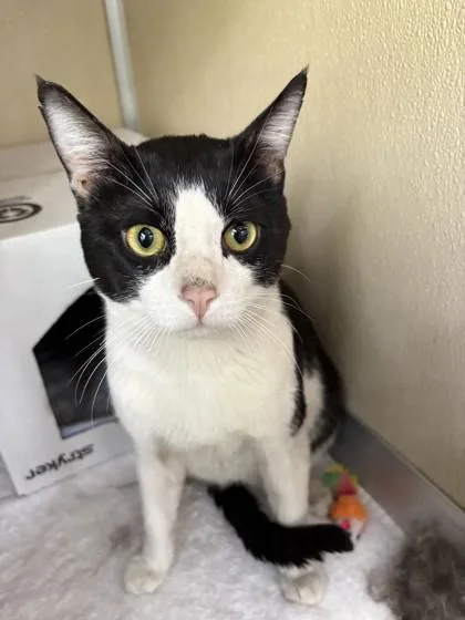 An adult small-sized male Domestic Short Hair cat named Ringo for adoption in Honolulu, HI