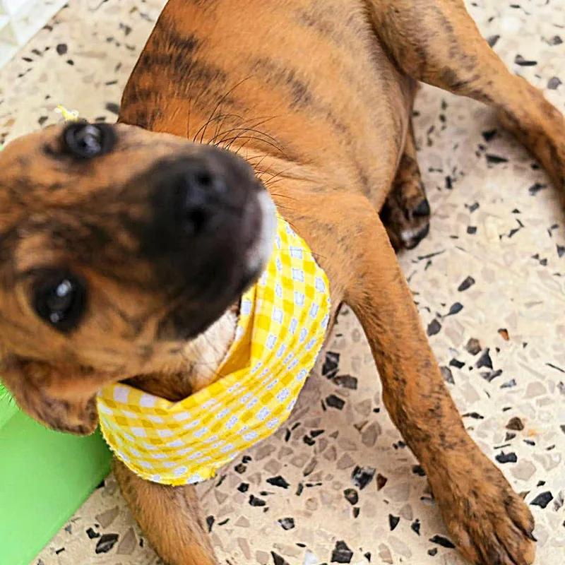 Spider "love Me Now." thumbnail 3