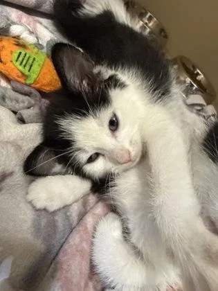 A baby small-sized male Domestic Short Hair cat named Cookies for adoption in Pequot Lakes, MN