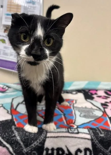 An adult medium-sized male Domestic Short Hair cat named Curious for adoption in Ladysmith, WI