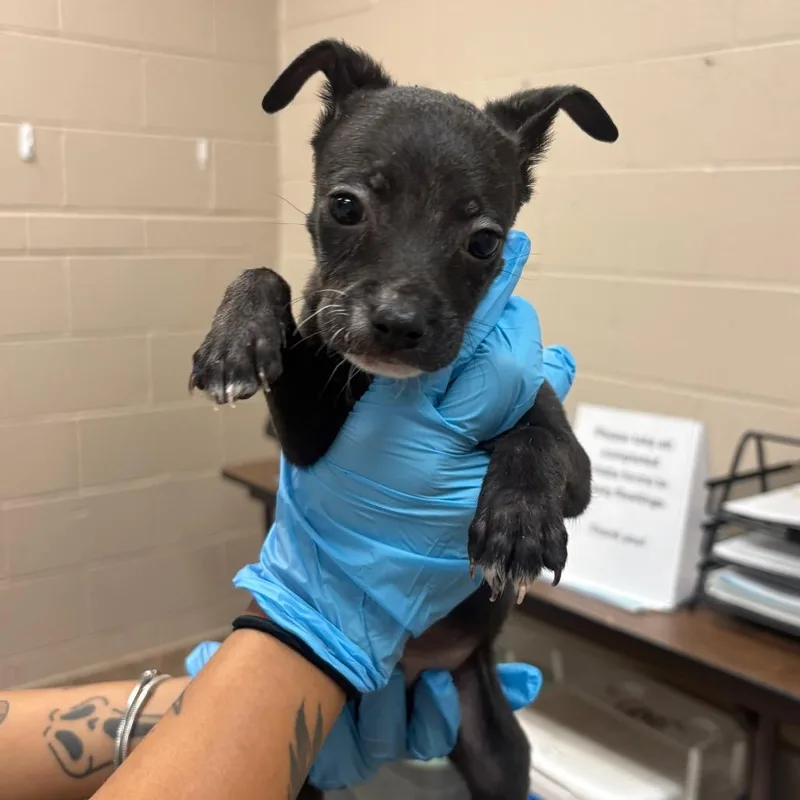 A baby small-sized female Black Chihuahua dog named Hermione for adoption in Birmingham, AL